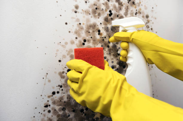 Best Residential Mold Removal  in Dumas, AR