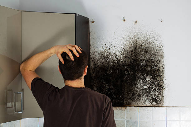 Professional Mold Removal in Dumas, AR