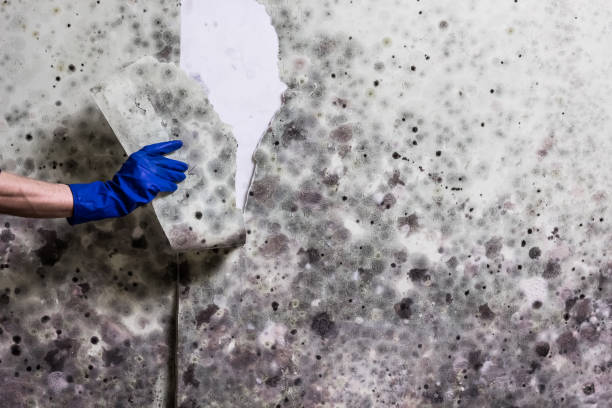 Office Mold Removal Services in Dumas, AR